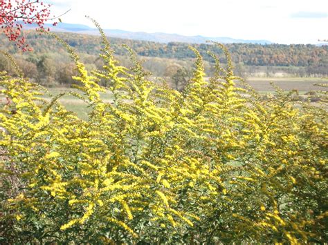 Full Fall Color – The Middlebury Landscape