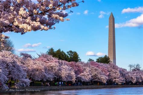 National Cherry Blossom Festival - Travel Begins at 40