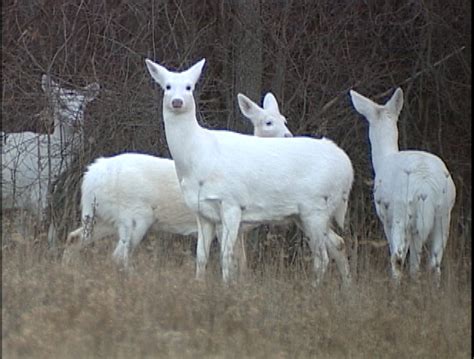 The White Deer of the Seneca Army Depot | Saving Earth | Encyclopedia ...