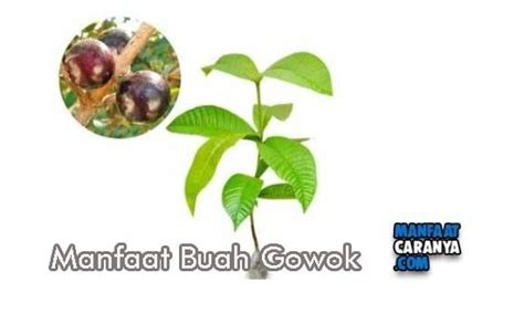 ️ Manfaat Buah Gowok untuk Menyehatkan Lambung - MANFAATCARANYA.COM