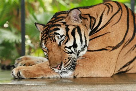 Wallpaper : sleeping, tiger, wildlife, big cats, Zoo, whiskers ...