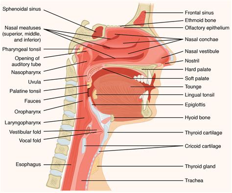 Simplified Voice Box Enabled Complex Humans Speech, New Research Suggests | Sci.News