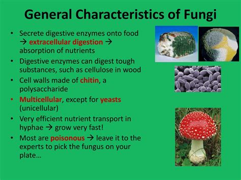 PPT - Kingdom Fungi ( ch . 26) If at first you don’t like a fungus ...