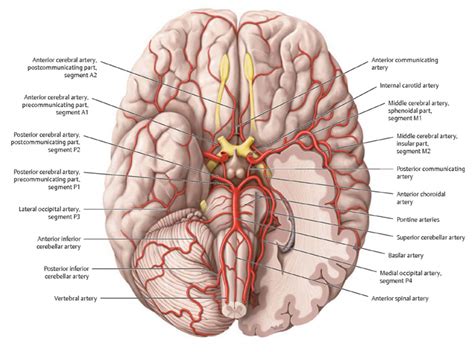 Arteries of the Brain - Brain Basics