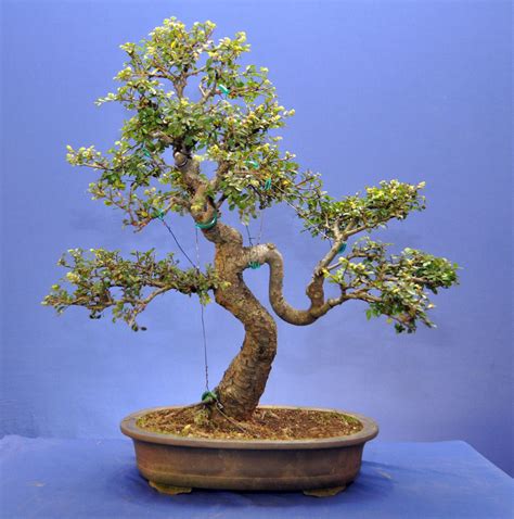 Sunday's Workshop | Cotoneaster bonsai, Indoor bonsai, Bonsai tree