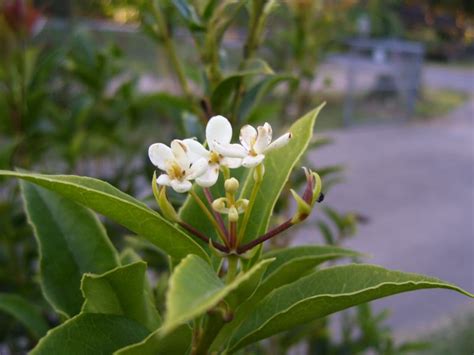 Davy's Louisiana Gardening Blog: Sweet Olive!