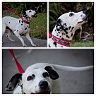 Dalmatian Puppies & Dogs for Adoption