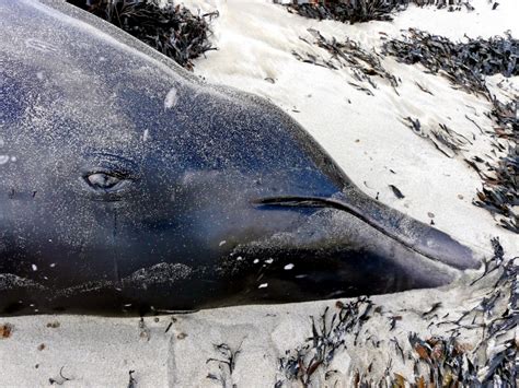 Sowerby’s Beaked Whale – "OCEAN TREASURES" Memorial Library