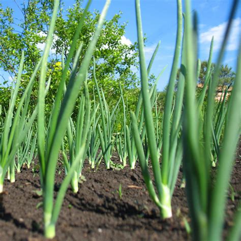 50 Crunchy Spring Onion Seeds - Welldales