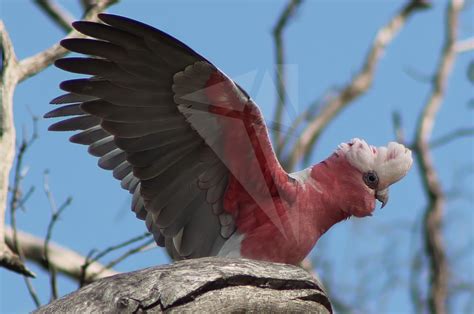 Galah Photos – Parnell Photos