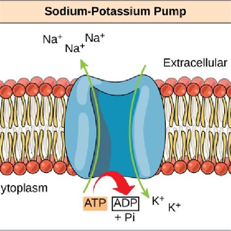 Sodium-Potassium pump which uses ATP to pump sodium ions out of the... | Download Scientific Diagram