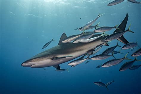 Diving | Saba Tourism