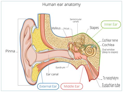 Exploring the Mechanics of Sound: How Sound Waves Interact with the ...