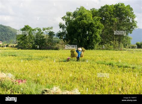 Rice field by harvest season in Vietnam Stock Photo - Alamy