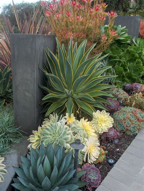 Low Maintenance Outdoor Succulent Plants