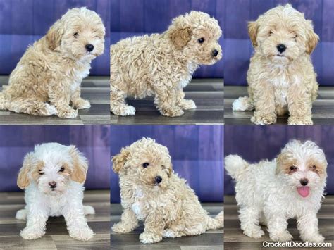 Maltipoo Puppies for Sale (Reasonable Adoption Rates) — Crockett Doodles