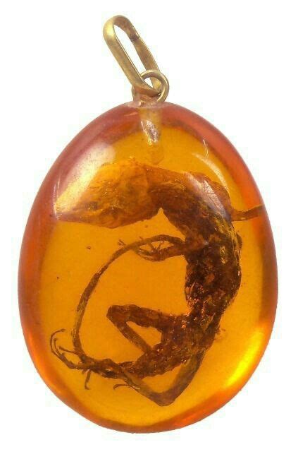 Pin von Blue Wings auf Fossils Preserved In Amber | Mineralien und ...