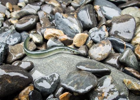 Pacific Sand Lance Fish On Shore In Seward, Alaska Stock Image - Image of glistening, rocks ...