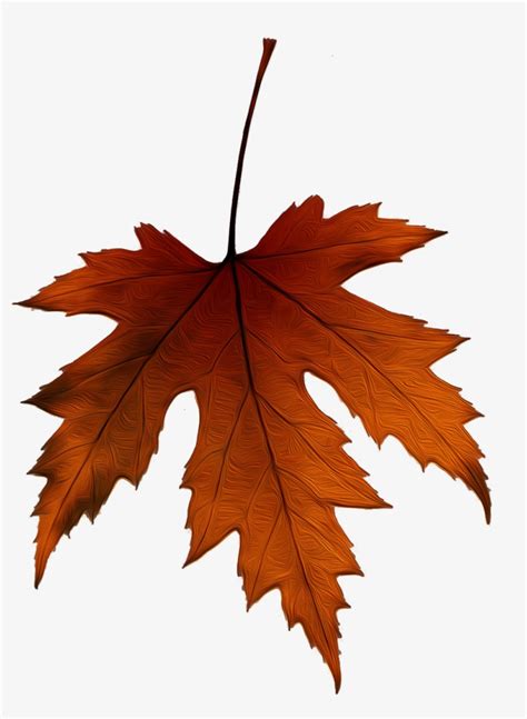 Download Hoja De Un Árbol - Hojas De Arbol Otoño - HD Transparent PNG - NicePNG.com