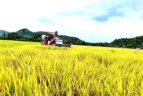 Inbred Palay Varieties and Machinery Introduced to step up Rice Production - Bigger, Brighter ...