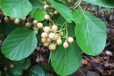 Assyrian plum (Cordia myxa) | Feedipedia