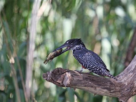 The Lazy Birder: Rietvlei Dam Nature Reserve