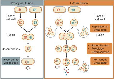 Microorganisms | Free Full-Text | Use of Permanent Wall-Deficient Cells as a System for the ...