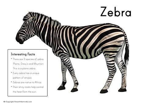 Zebra Picture With Fact Box