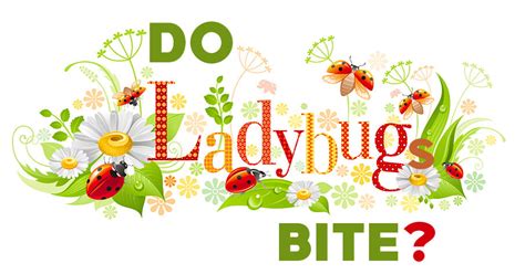 Do Ladybugs Bite? 3 Things You Should Know