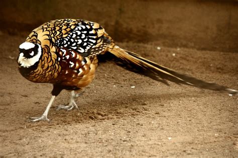 Reeves's Pheasant | Project Noah