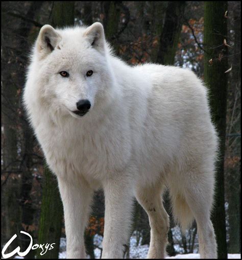 Arctic Wolf Wallpapers - Wallpaper Cave