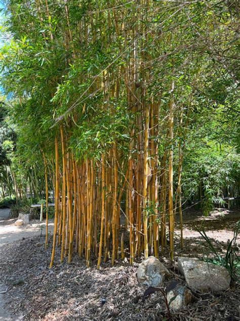 Grow Lush Bamboo in Pots - Flower Patch Farmhouse