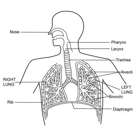 What is the Respiratory System: Diagram and Function | Human respiratory system, Respiratory ...