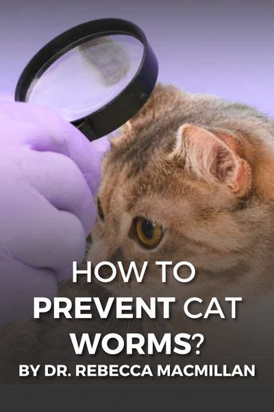 What To Do If My Cat Has Worms? | Cat care tips, Cat health problems ...