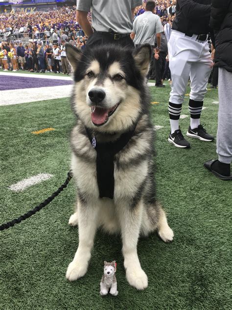 UW Husky mascot 'Dubs' to retire after 2018 football season | KOMO