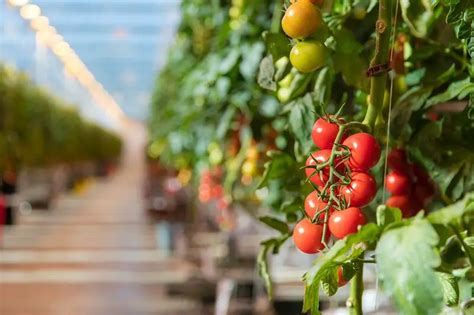 How To Grow Hydroponic Tomato? Best Hydroponic System For Tomatoes | Constant Delights