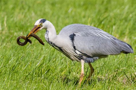 Colyton Wildlife: Grey Heron with prey portraiture (MEGA close pics)