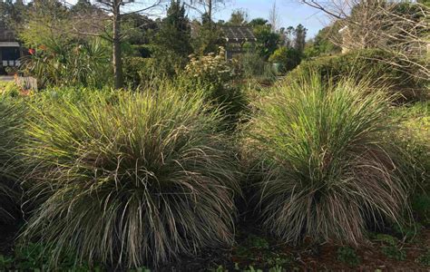 Drought Tolerant Plants for a Florida-Friendly Landscape – Zone 9 - UF ...