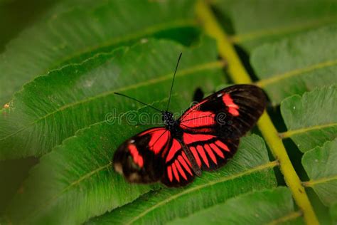 Postman Butterfly, Heliconius Melpomene, from Mexico in the Nature Habitat. Nice Insect from ...