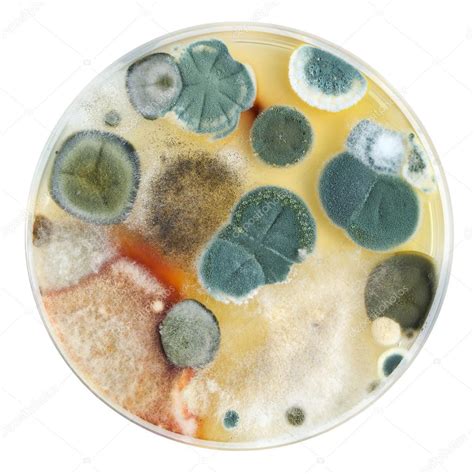 Petri dish with mold Stock Photo by ©grebcha 20589267