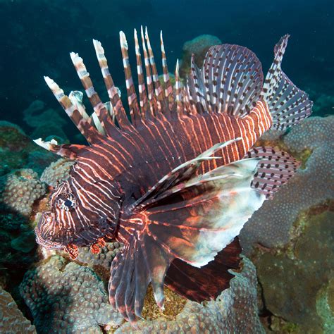 Invasive Lionfish