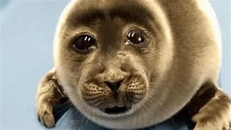 sad seal - YouTube