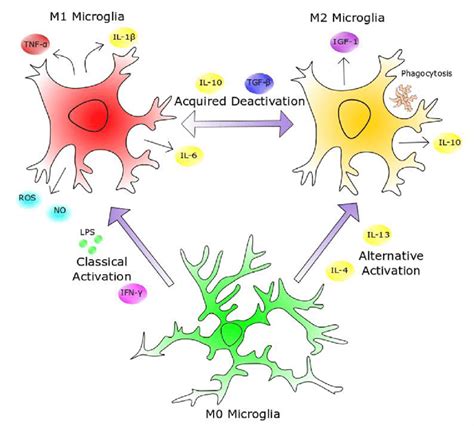 Heterogeneity of microglial activation. Sentinel (M0) microglia are ...