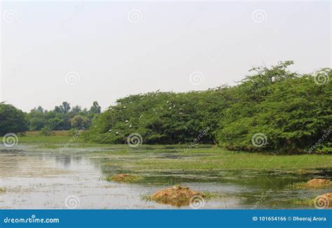 Birds at Sultanpur National Park Stock Photo - Image of sultanpur, sitting: 101654166