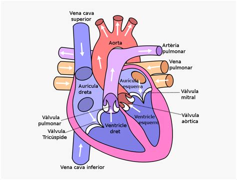 12+ Heart Diagram Hd | Robhosking Diagram