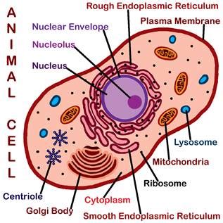 Cell Structure