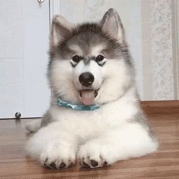 Confused Dog Head Tilt Gif