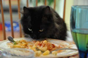 Why Does My Cat Eat Human Food?