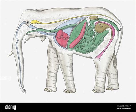 Internal Anatomy of Female Elephant Stock Photo - Alamy