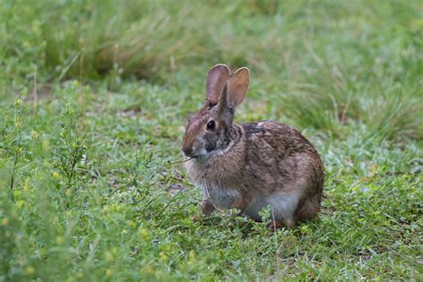 Swamp Rabbit (Sylvilagus aquaticus)